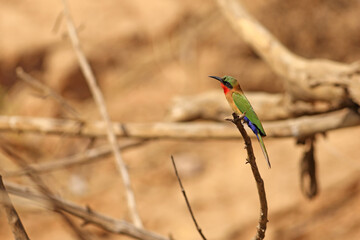Red-Throated Bee-Eater  (Merops bulocki) - Żołna czerwonogardła