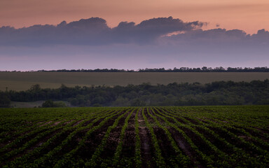 sunflower sprouts in the field, plowing, black soil, sunset