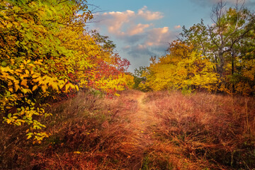 path for walking in the forest