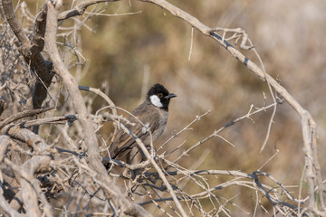 White-eared bulbul