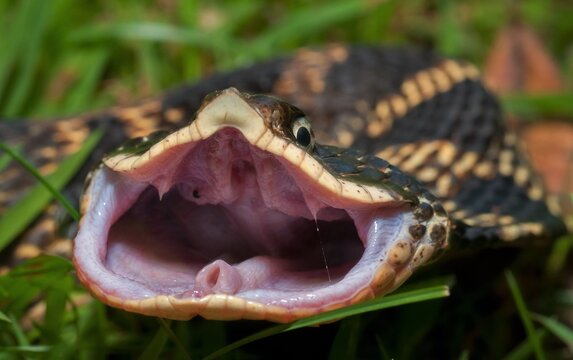 Easter Hognose snake with mouth open showing rear fangs