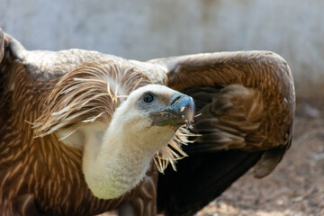 Griffon vulture, Gyps fulvus