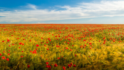red poppies among yellow wheat fields and blue sky