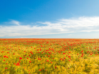 red poppies among yellow wheat fields and blue sky
