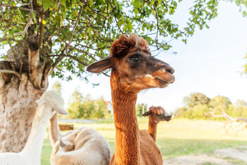 Cute alpaca with funny face relaxing on ranch in summer day. Domestic alpacas grazing on pasture in natural eco farm countryside background. Animal care and ecological farming concept