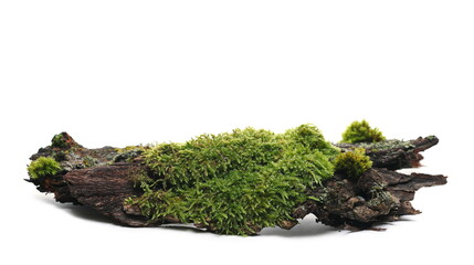 Green moss on tree bark isolated on white background, side view