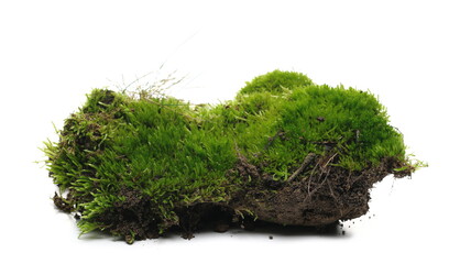 Green moss and dirt isolated on white background