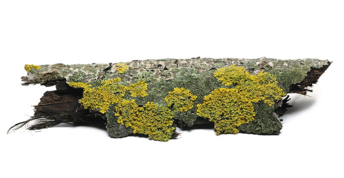 Yellow lichens on bark poplar tree isolated on white background and texture, macro