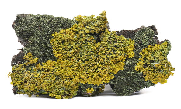 Yellow lichens on bark poplar tree isolated on white background and texture, macro