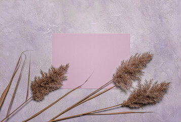 Dried reed flowers and pink paper sheet on dusk concrete