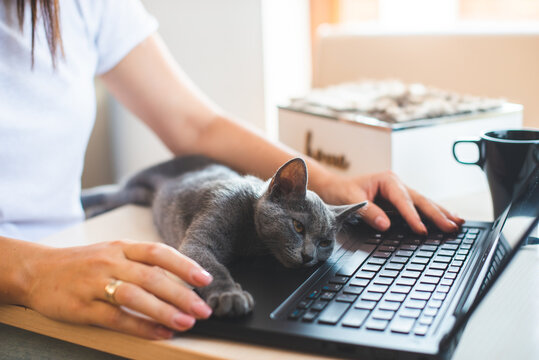 Young Woman In White T-shirt Sitting With A Cat On Her Lap At The Wooden Table At Home With Laptop And Notebook, Working