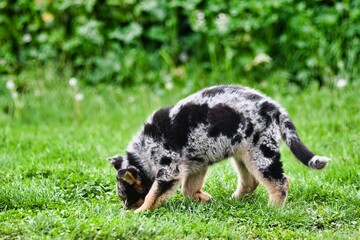 dog on grass, photo as a background , australian german shepard sheperd dog