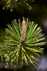 Naklejka na ściany i meble Closeup of a bud, on the branch of a pine, full of green needle-shaped leaves