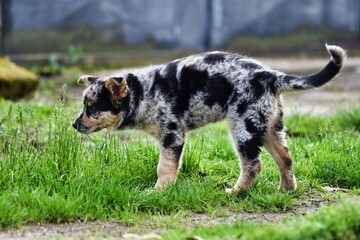 dog on grass, photo as a background , australian german shepard sheperd dog