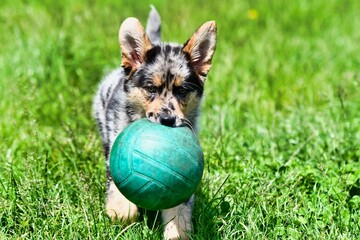 dog on the grass, photo as a background , australian german shepard sheperd dog