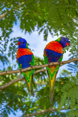  Colorful Rainbow Lorikeet