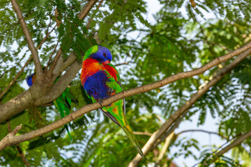  Colorful Rainbow Lorikeet