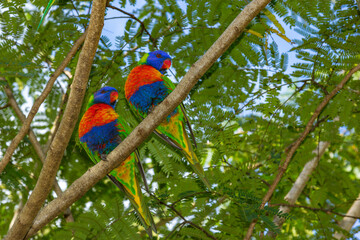  Colorful Rainbow Lorikeet