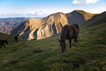 Horse grazing on Aralar mountain range, at the Basque Country