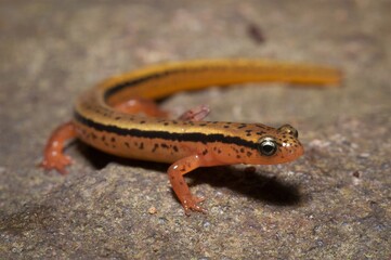Blue Ridge Two-lined salamander posing on rock