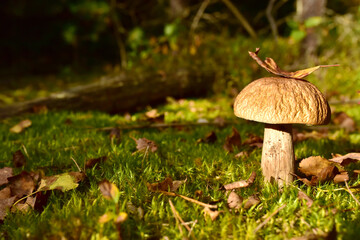 Porcini Cep White Mushroom King (Boletus Pinophilus) Mycelium grow in moss in a forest. Big bolete mushrooms in wildlife in of sunbeams.