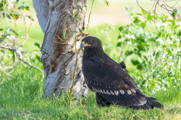 Greater Spotted Eagle