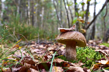 White mushroom in forest in autumn season. Big boletus grows in the wildlife against the background of green moss. Porcini bolete mushrooms. Season for picked gourmet mushrooming.