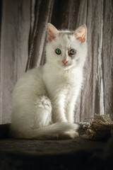 White kitten