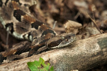 Venomous large adult Timber rattlesnake in situ basking in ambush on log