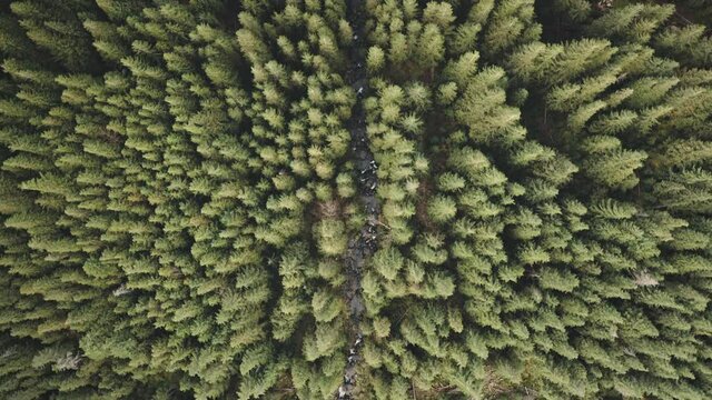 Stone river at pine trees top down aerial. Nobody nature landscape at autumn day. High green fir forest on mount ridges. Cinematic local travel to Carpathians mountain randges, Ukraine, Europe
