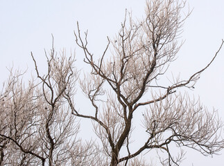 Bare tree covered in frost