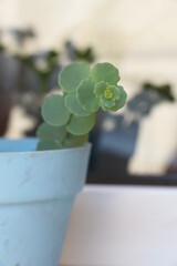 October Daphne in the light blue flower pot. October stonecrop. the scientific name of flower...
