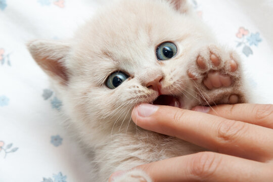 the kitten bites the finger