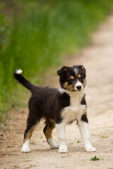 Naklejka na ściany i meble cute young border collie puppy out on walk on a path