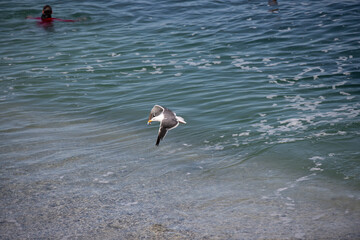 Seagull near the shore