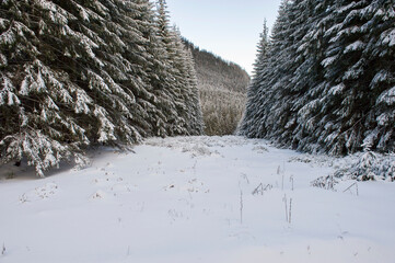 winter forest landscape - 402736318