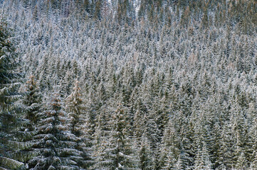 winter forest landscape - 402736336
