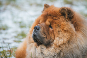 Portrait of a dog, Chinese breed Chow Chow
