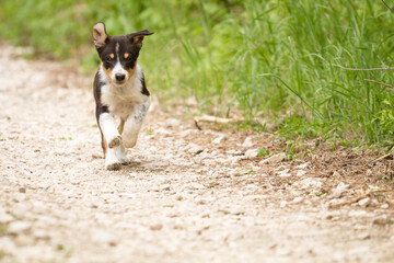 cute young border collie puppy out on walk on a path