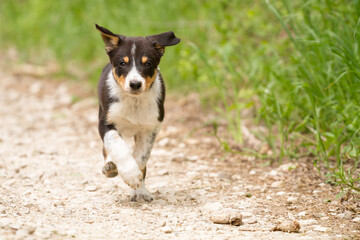 cute young border collie puppy out on walk on a path