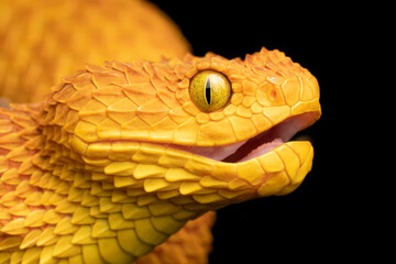 Colorful venomous Variable Bush Viper snake with mouth open and fangs retracted