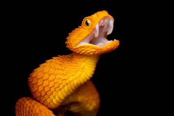Colorful Venomous Variable Bush Viper with mouth open and fangs retracted