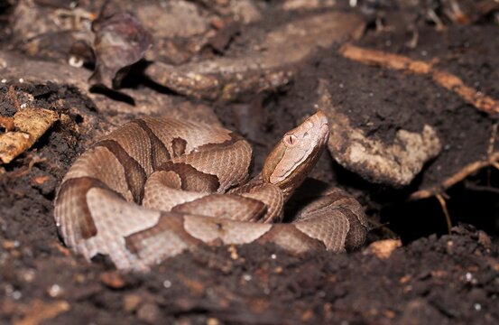 Venomous Copperhead snake portrait, alert with head up