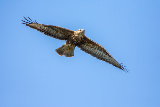 Honey Buzzard