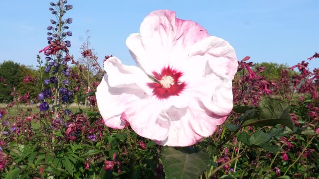 Pink flower of a mallow and the flower stem of a delphinium with blue flower buds planted in a densely planted flowerbed as a visual eye-catcher