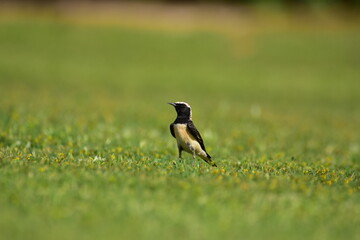 Pied Wheatear at grasses