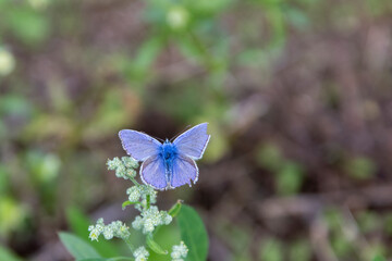 Icarusblauwtje (Polyommatus icarus)
