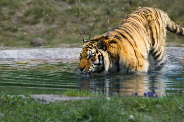 Fototapeta na wymiar Ein Tiger geht baden