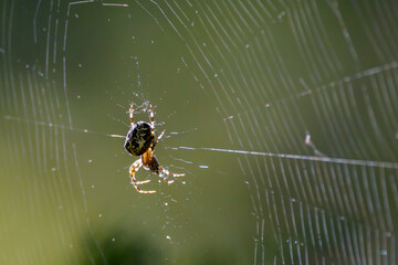 European garden spider, Araneus diadematus on spider net.