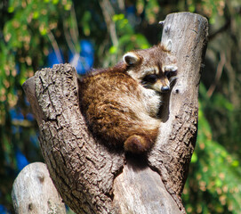 Gemütlichkeit des Waschbären
